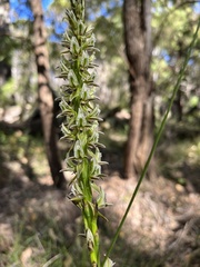 Prasophyllum brownii