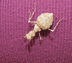 Ligariella