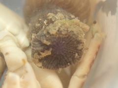 Anthopleura handi