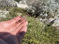 Fagonia pachyacantha