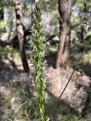 Prasophyllum brownii