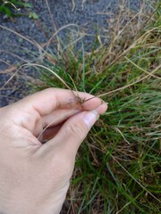 Cyperus polystachyos
