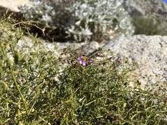 Fagonia pachyacantha