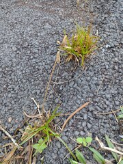 Cyperus polystachyos