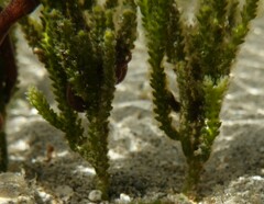 Caulerpa