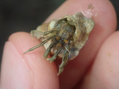 Clibanarius longitarsus