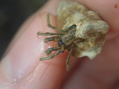 Clibanarius longitarsus