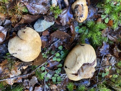 Cortinarius cartilagineus