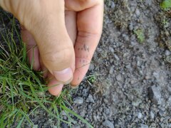 Eragrostis tenuifolia