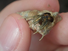 Clibanarius longitarsus