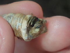 Clibanarius longitarsus