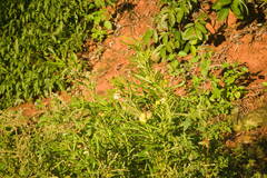 Gomphocarpus physocarpus