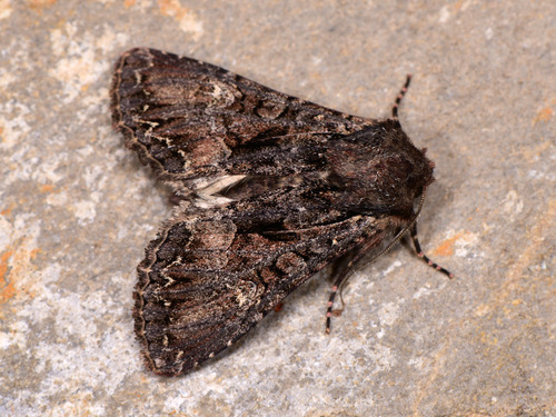 Dark Brocade