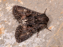 Mniotype adusta