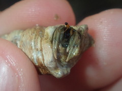 Clibanarius longitarsus