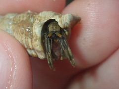 Clibanarius longitarsus