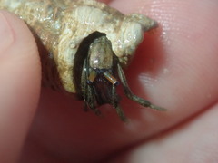 Clibanarius longitarsus