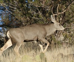 Odocoileus hemionus eremicus