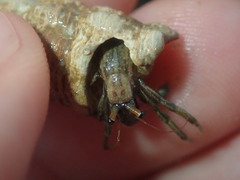 Clibanarius longitarsus