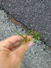 Cyperus polystachyos