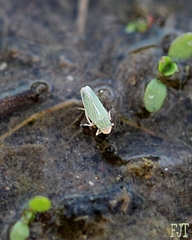 Xyphon reticulatum