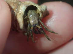 Clibanarius longitarsus