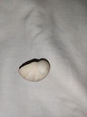 Nerita plicata