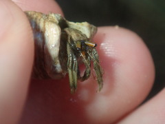 Clibanarius longitarsus