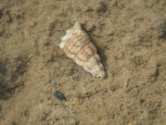 Clibanarius longitarsus