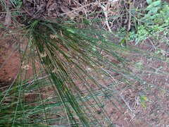 Juncus polyanthemus