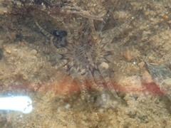 Anthopleura handi