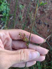 Juncus polyanthemus