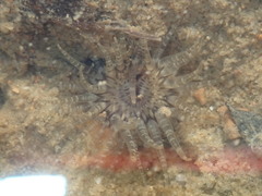 Anthopleura handi