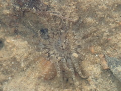 Anthopleura handi