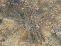 Anthopleura handi