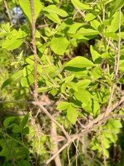 Afrocanthium gilfillanii