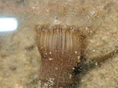 Anthopleura handi