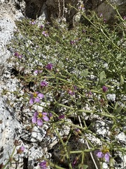 Fagonia pachyacantha