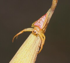 Arkys walckenaeri