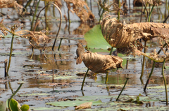 Cacomantis merulinus