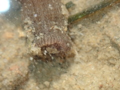 Anthopleura handi