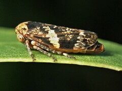 Eurymeloides adspersa