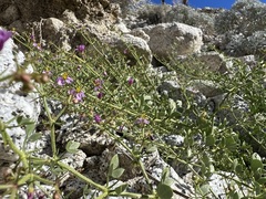 Fagonia pachyacantha