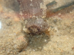 Anthopleura handi
