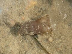 Anthopleura handi