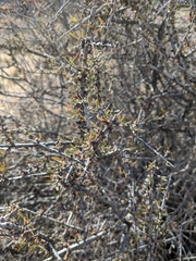 Prunus fasciculata