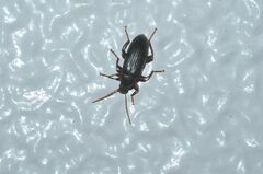Allecula melanaria