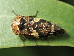 Eurymeloides adspersa