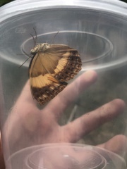 Cupha prosope