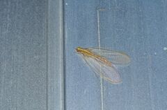 Chrysoperla nipponensis